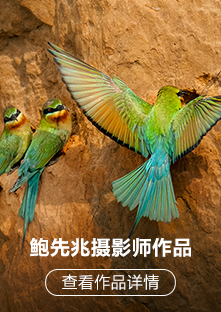 索尼微单™拍鸟旗舰