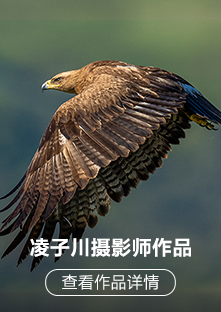 索尼微单™拍鸟旗舰