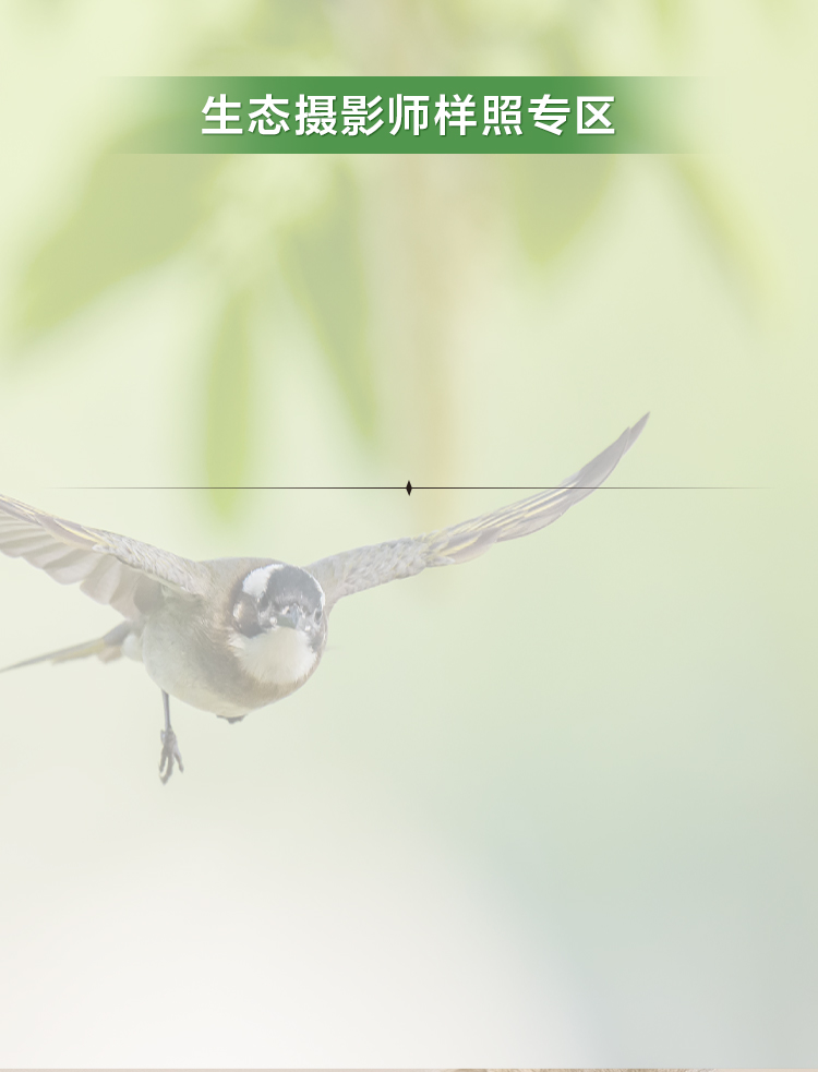 生态摄影师