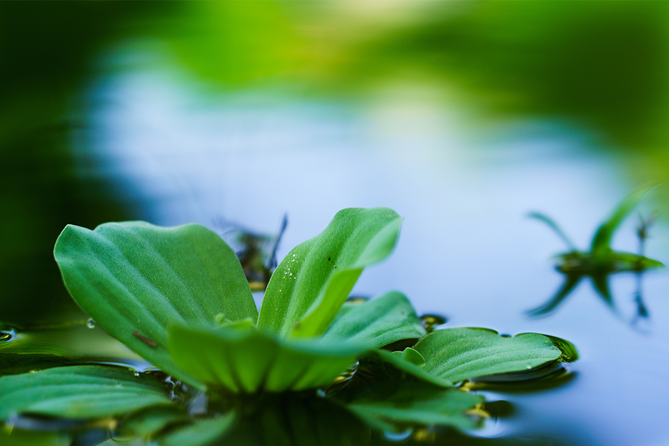 样照欣赏