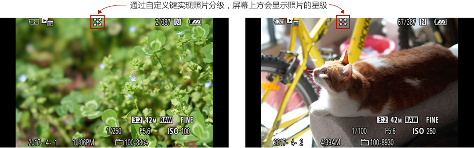 样照欣赏