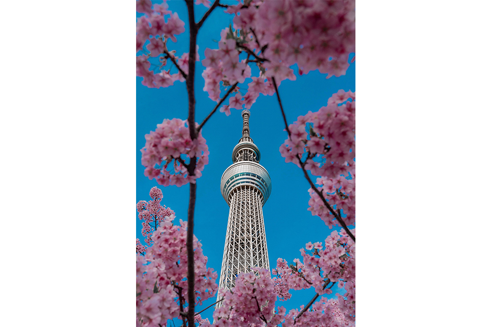 样照欣赏