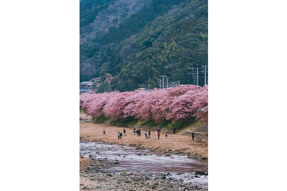 样照欣赏