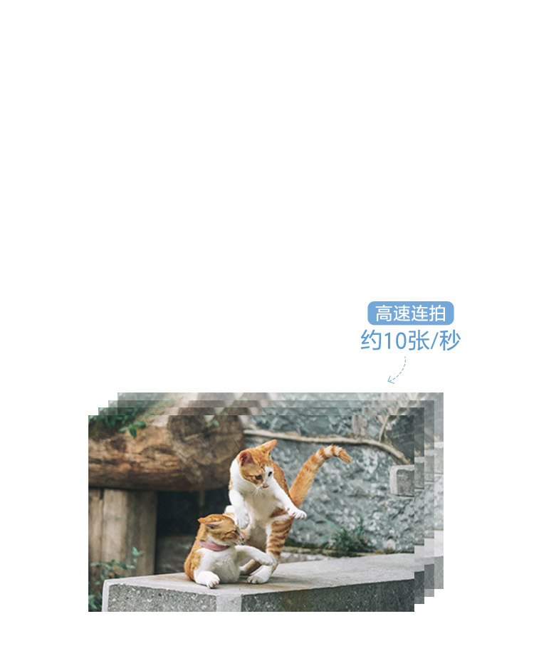 宠物样照展示1
